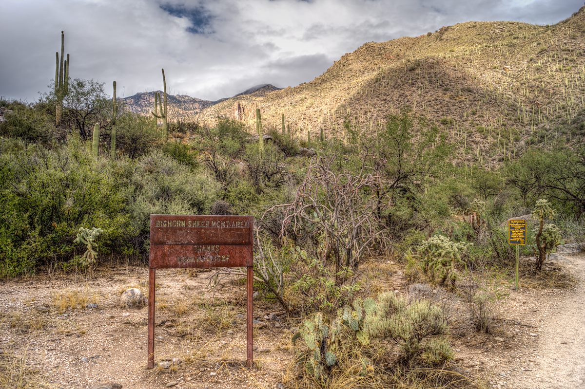 2013 November Bighorn Area Management Sign on the Ventana Trail