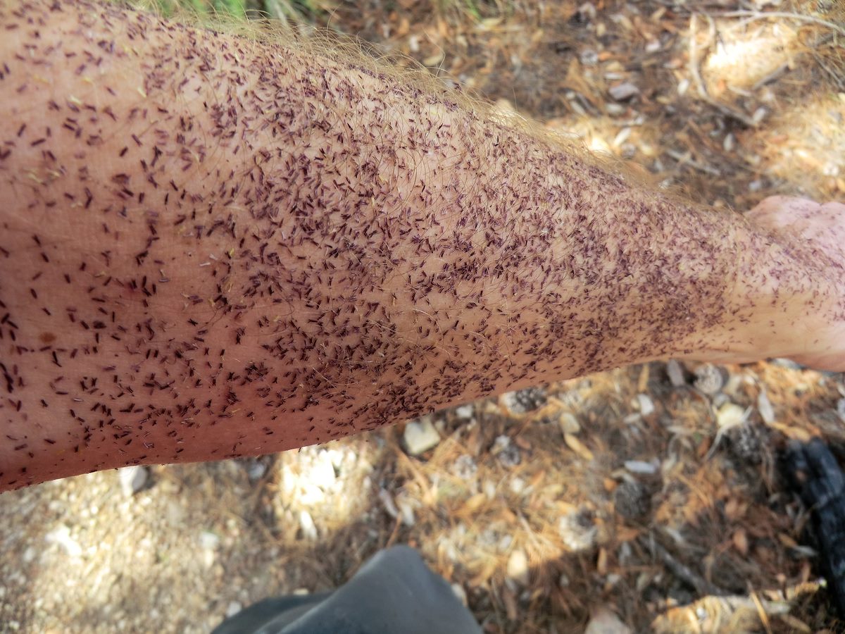 2013 September Being Eaten Alive