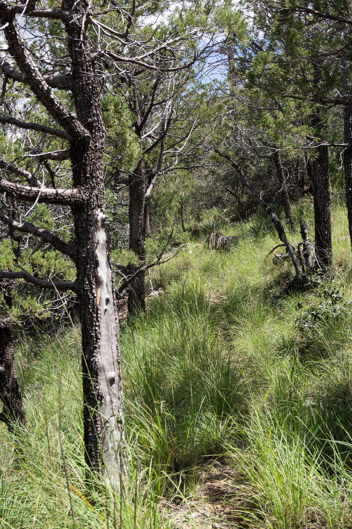2013 September Brush Corral Trail