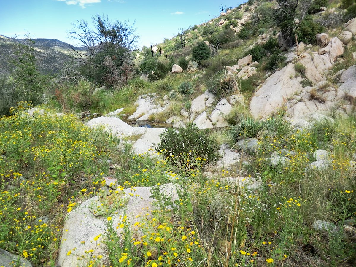 2013 September Flowers along the Red Ridge Trail