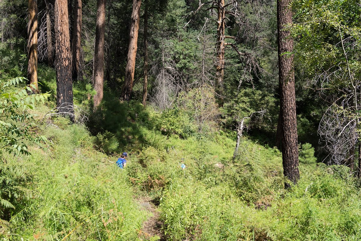 2013 September In the ferns on the Butterfly Trail