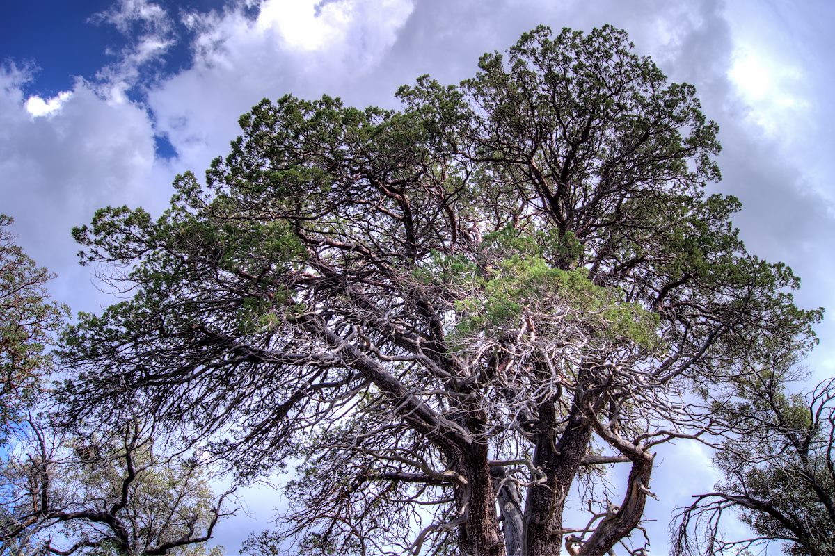 2013 September Keebler Tree