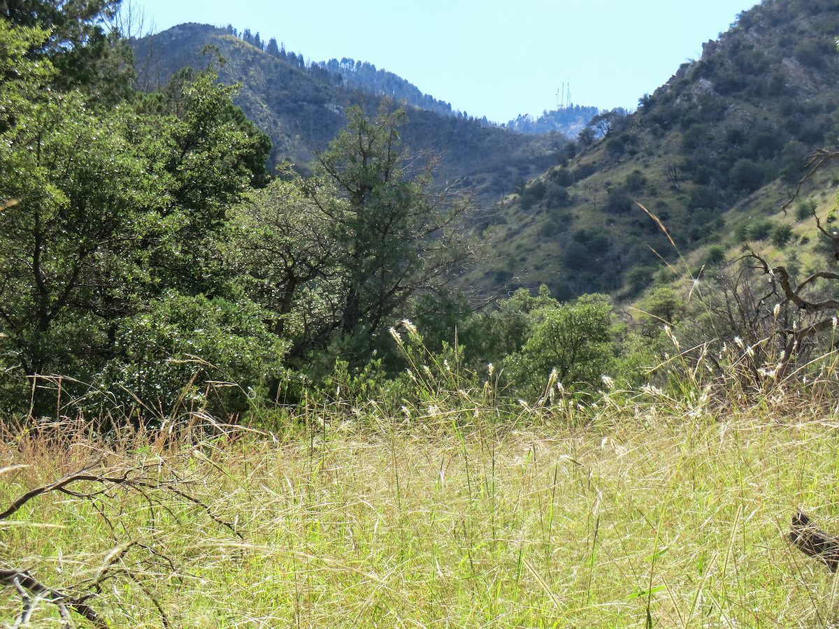 2013 September Looking up at Mount Bigelow