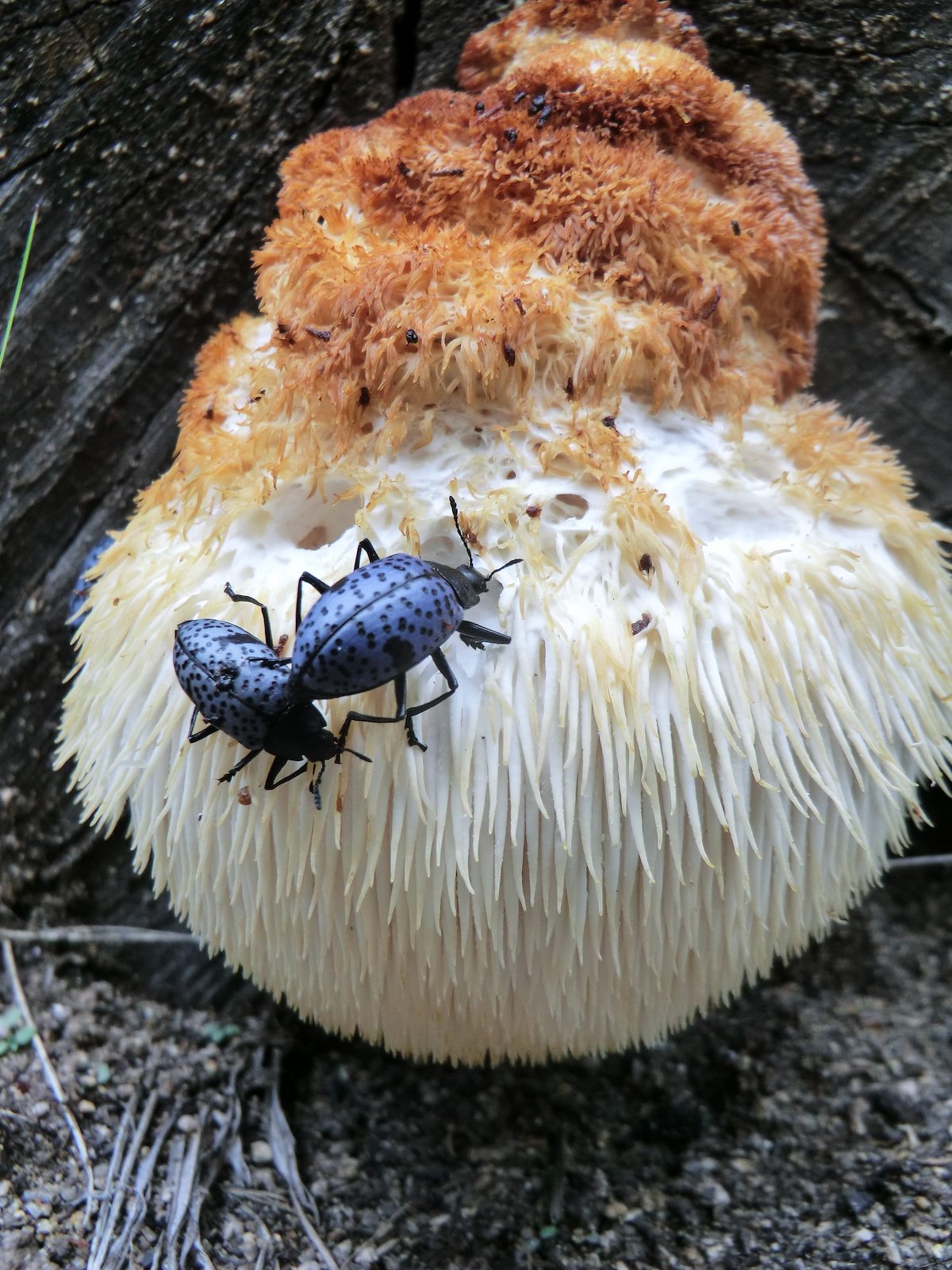 2013 September Pleasing Fungus Beetles