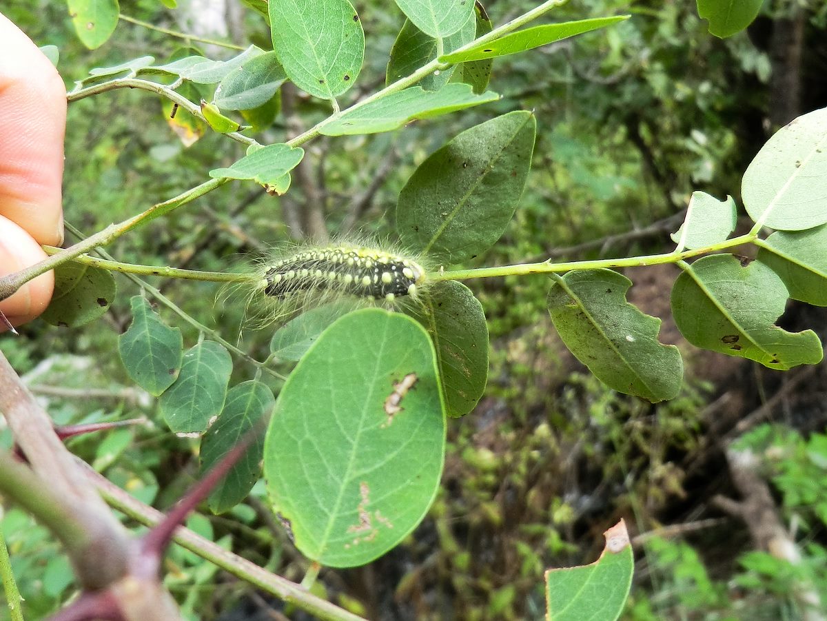 2013 September Stinging Caterpillar on New Mexico Locust