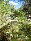 2013 September The East Fork of the Canada del Oro at the Red Ridge Crossing