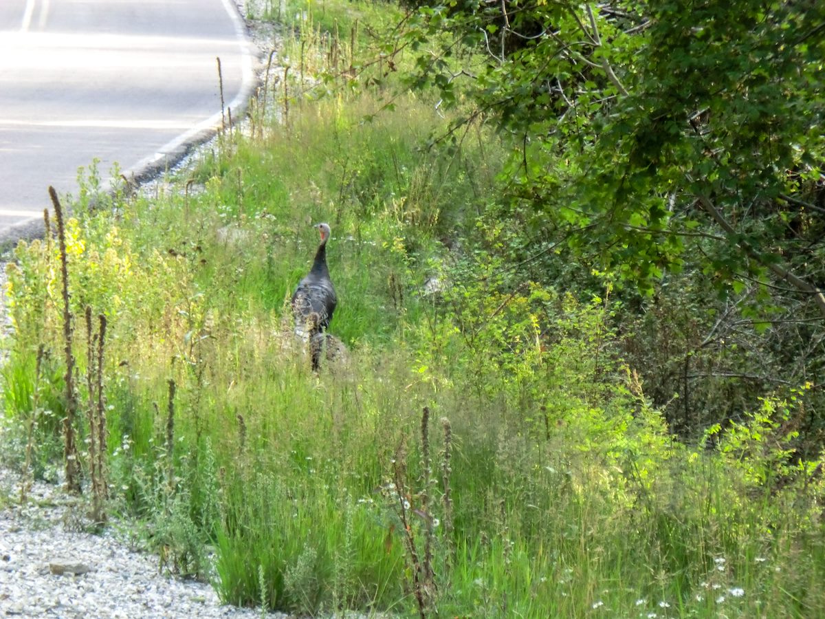 2013 September Turkeys along the road to the Summit Parking