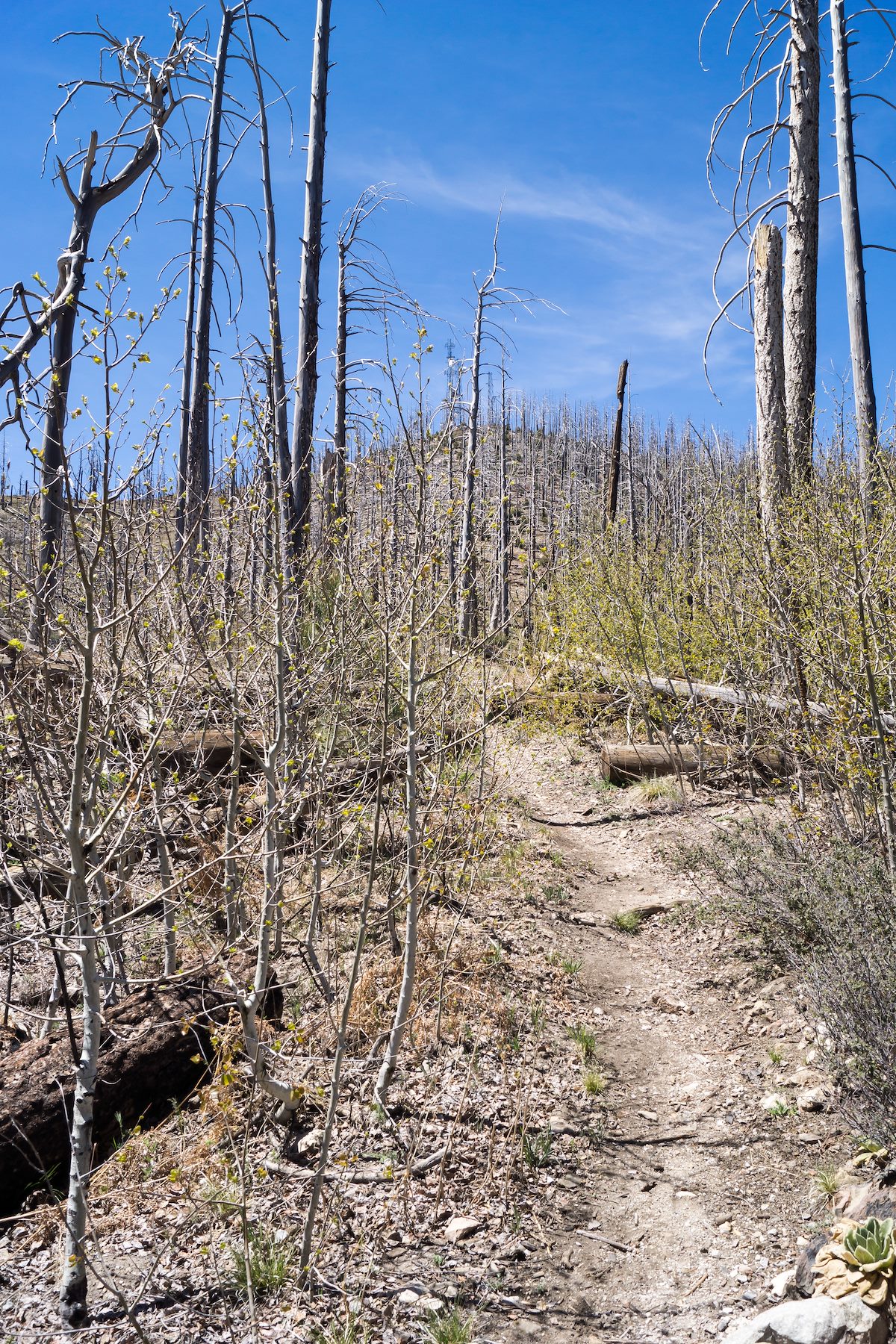 2014 April Aspen Trail