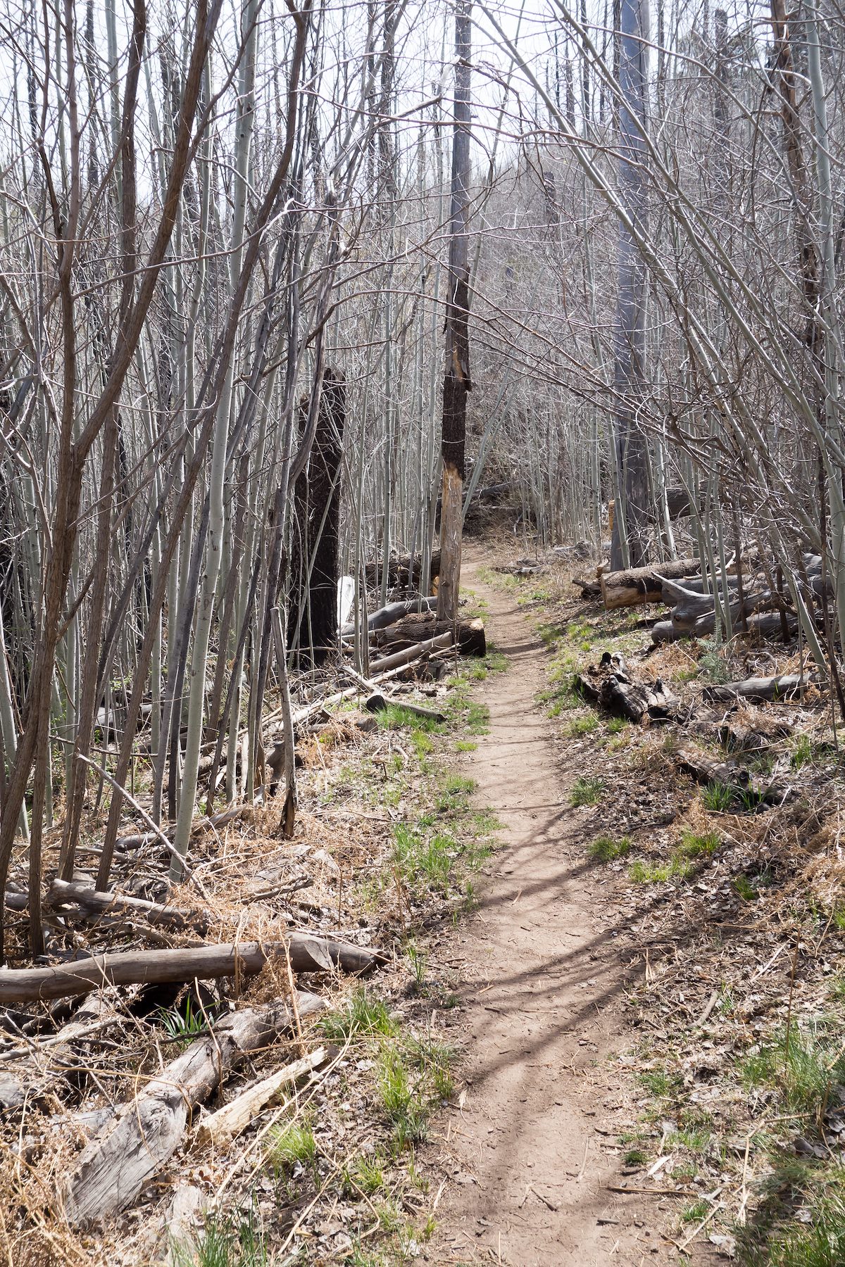 2014 April Bare Aspens on the Aspen Trail