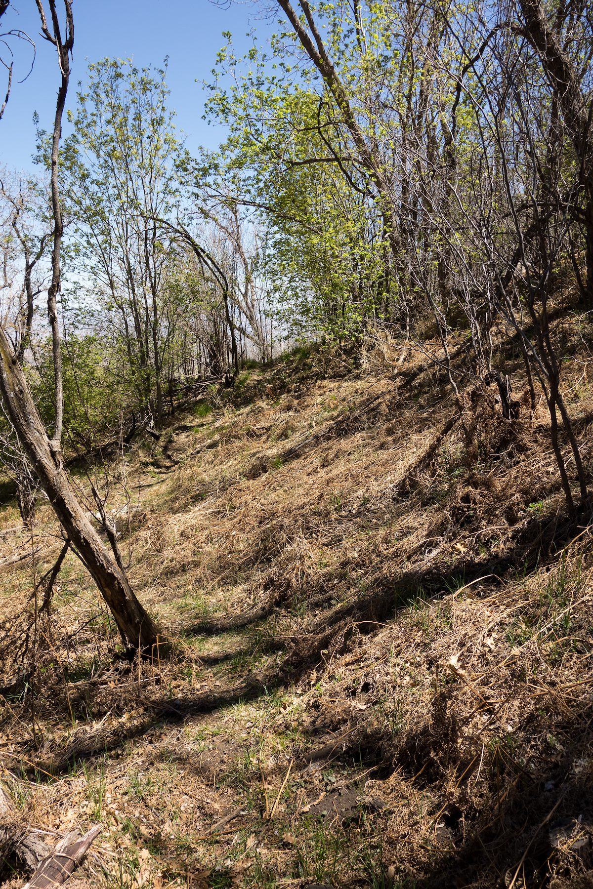2014 April Brown along the Crystal Spring Trail