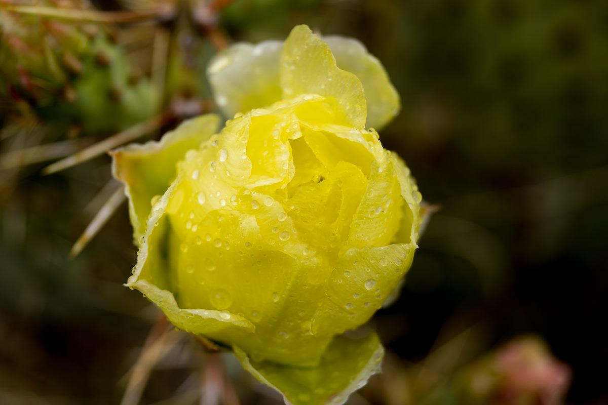 2014 April Cactus Flower in the Rain
