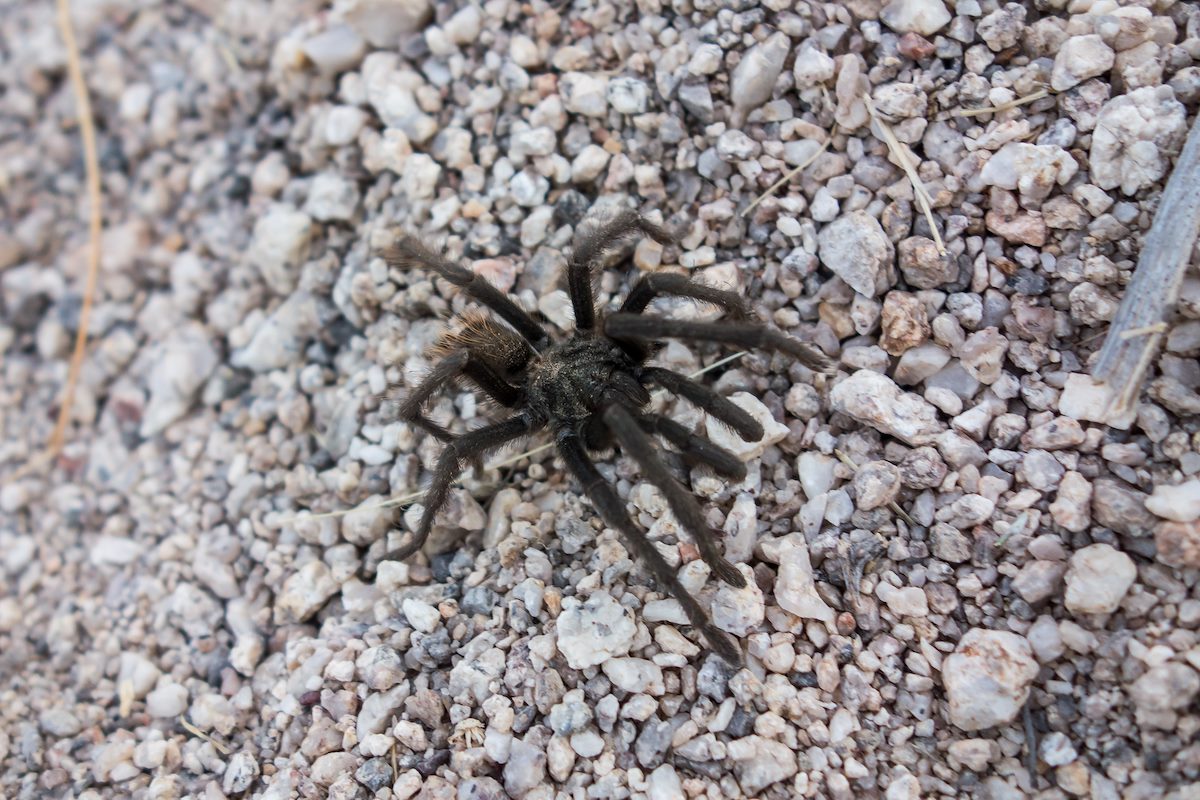 2014 April First Tarantula of 2014