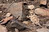 2014 April Horned Lizard