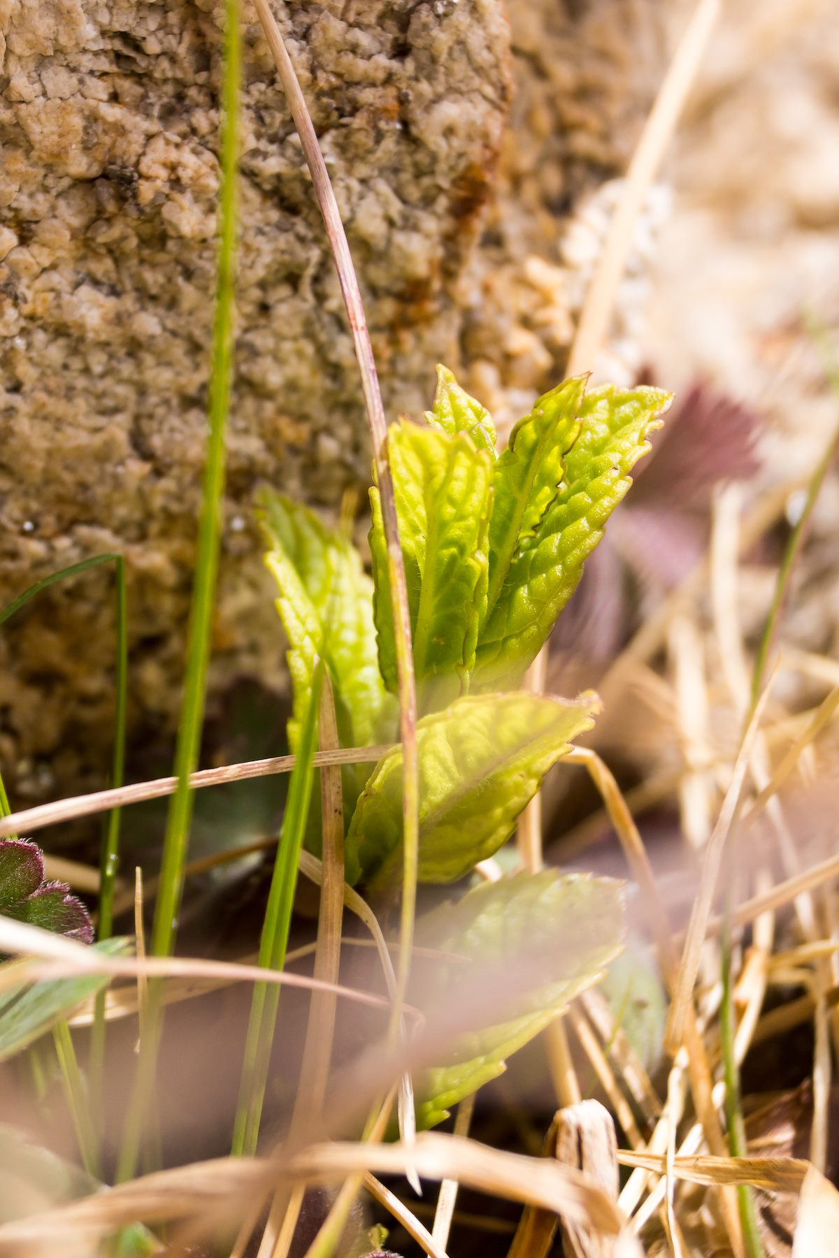 2014 April Mint at Mint Spring