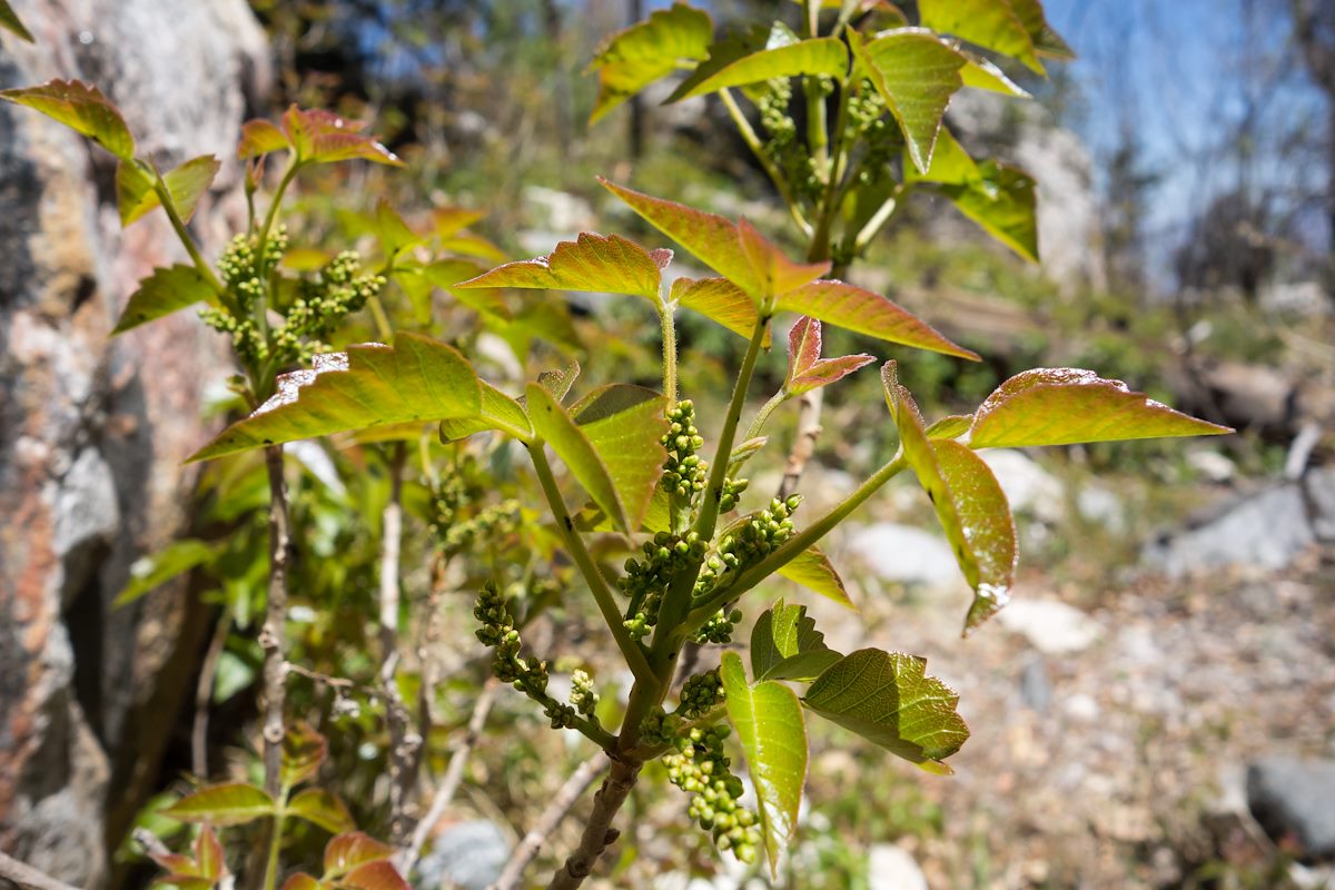 2014 April Poison Ivy on the Crystal Spring Trail