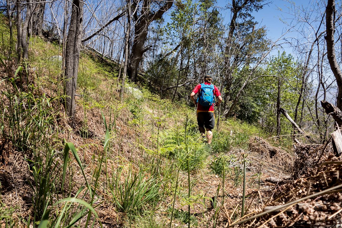 2014 April Running in the new ferns on the Crystal Spring Trail