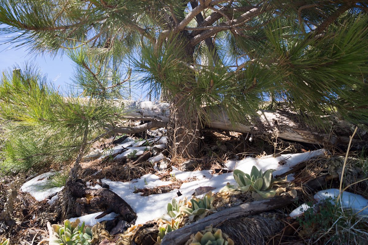 2014 April Snow Hiding under a Pine Tree high on the Aspen Trail