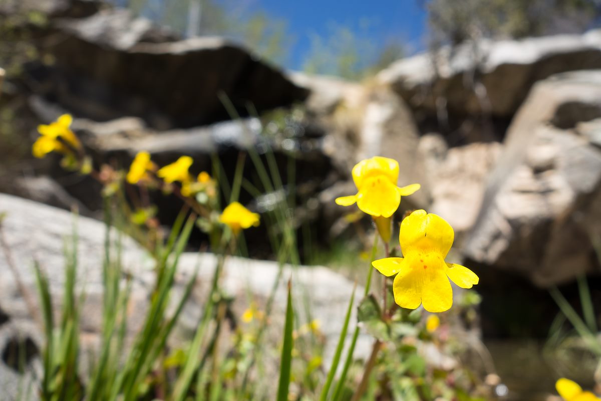 2014 April Yellow Monkey Flower