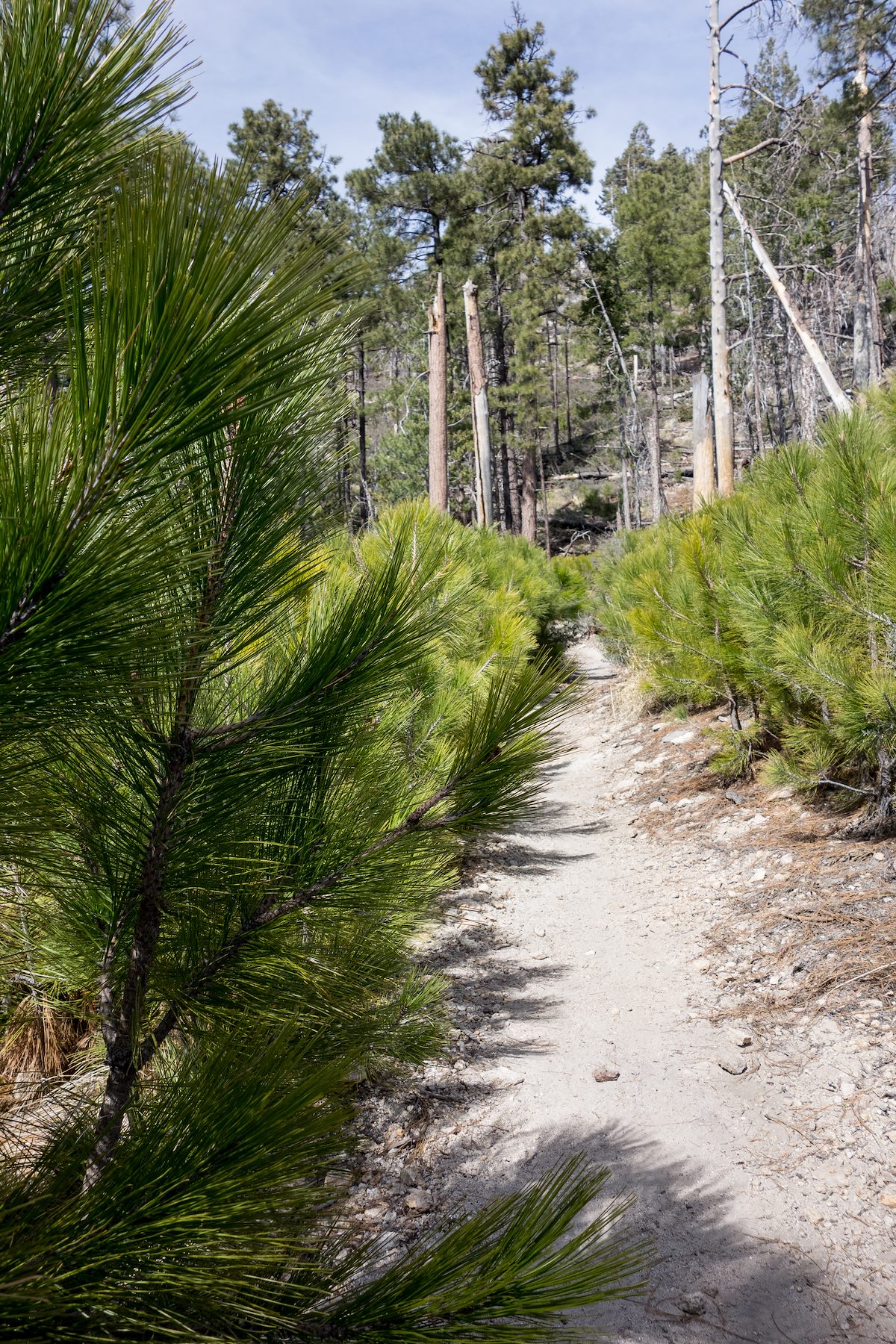 2014 April Young Pines Along the Aspen Trail