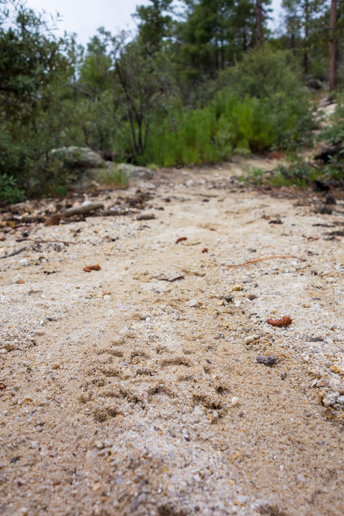 2014 August Alison's Footprint on the Lemmon Rock Lookout Trail