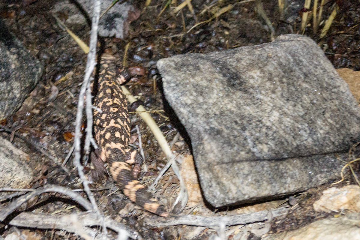 2014 August Escaping into the Brush