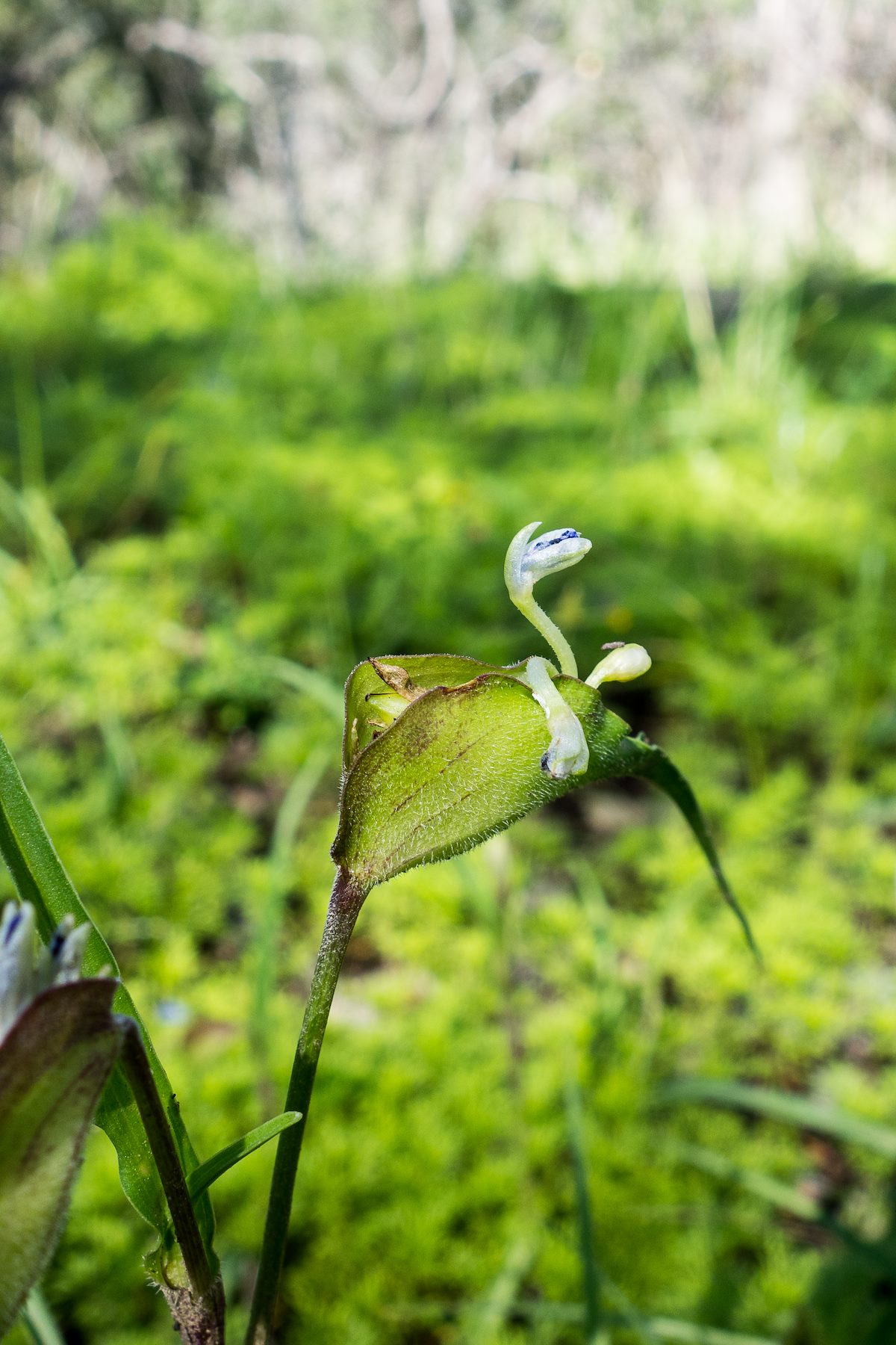 2014 August Flower at the Butterfly and Davis Spring Junction