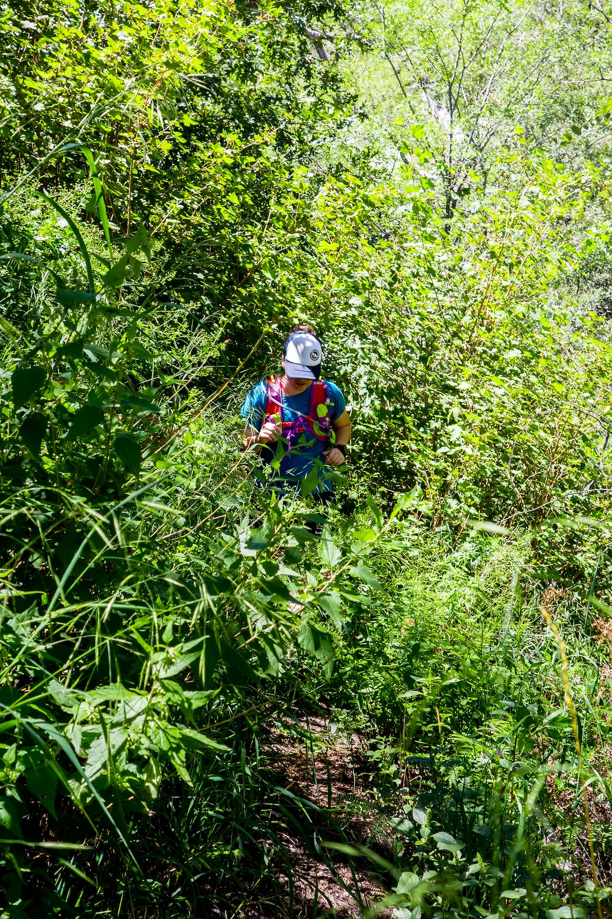 2014 August Green and Overgrown