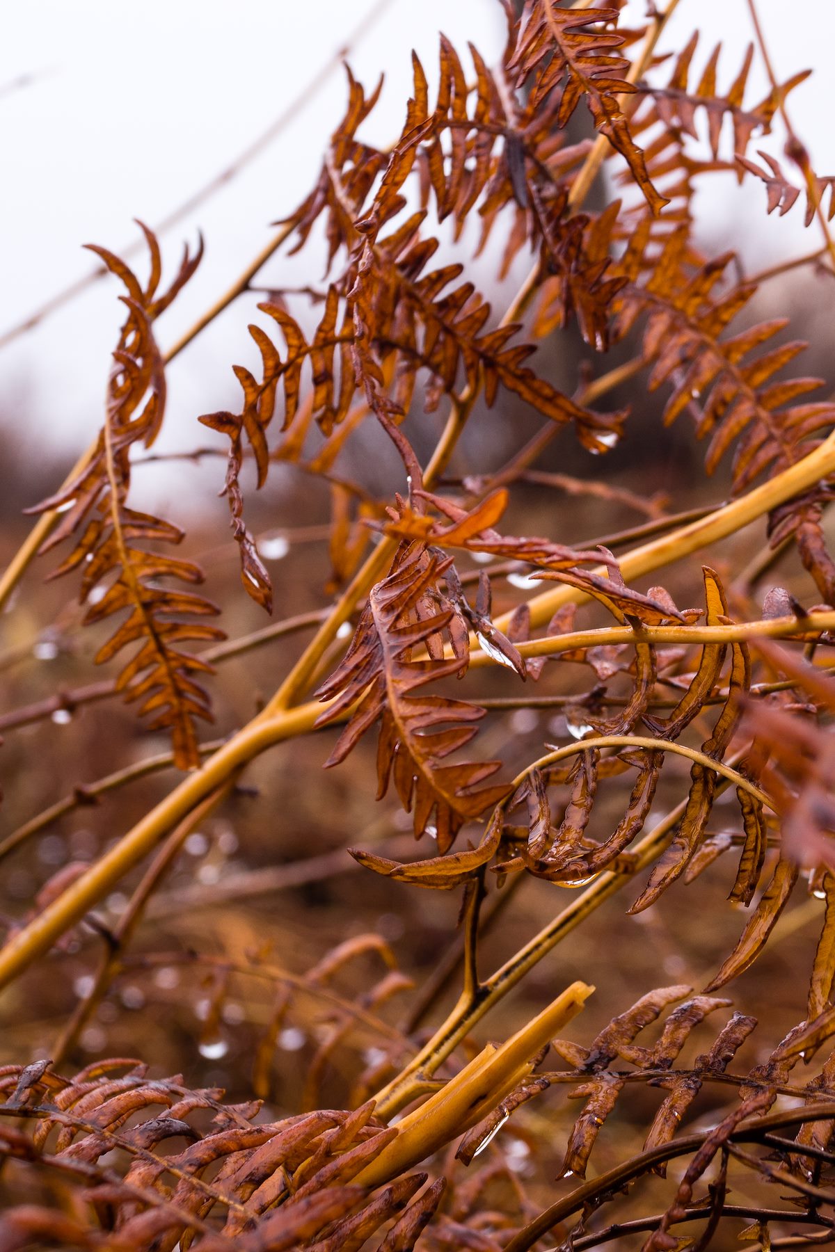 2014 December Along the Mount Lemmon Trail