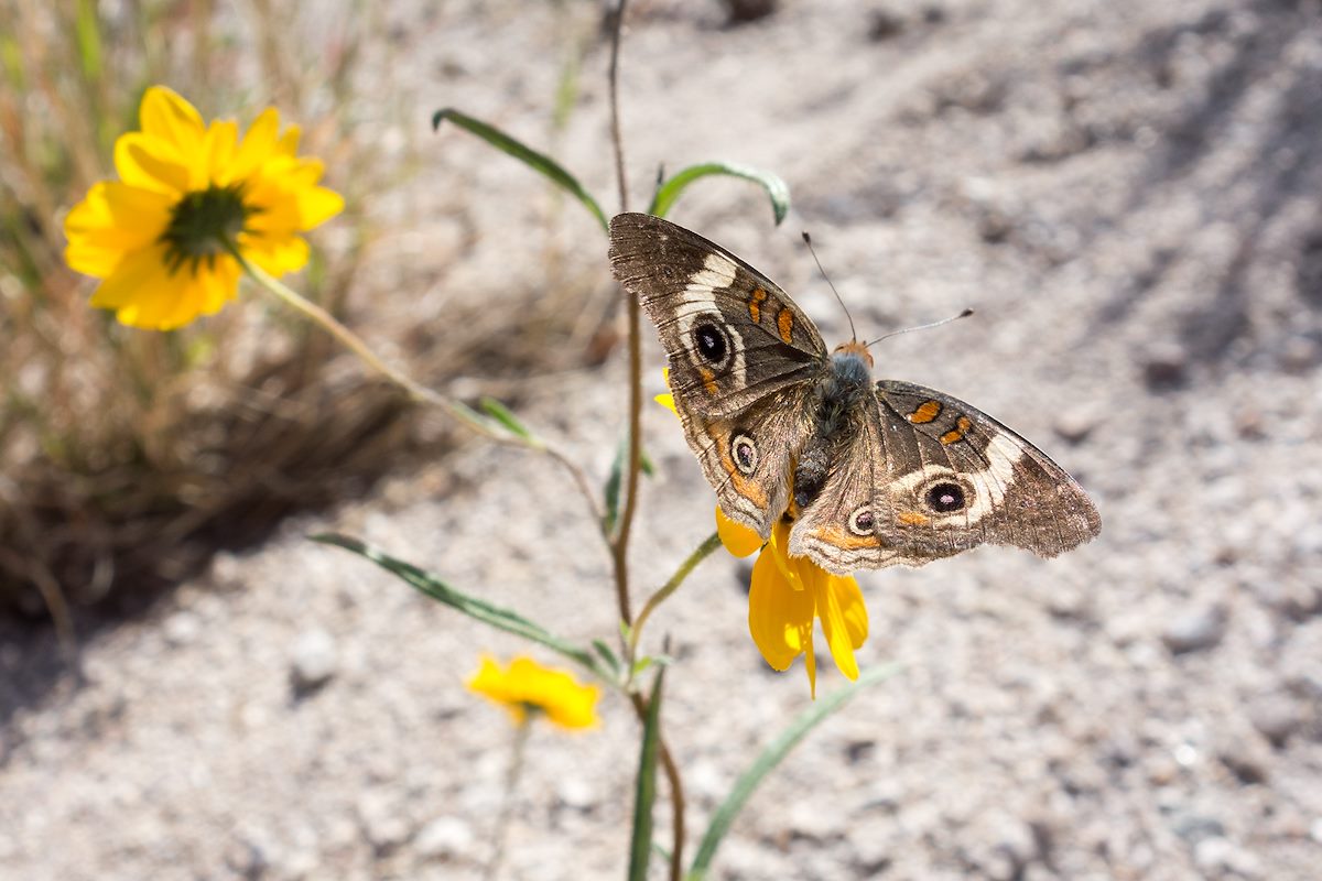 2014 December Butterfly in Agua Caliente Canyon