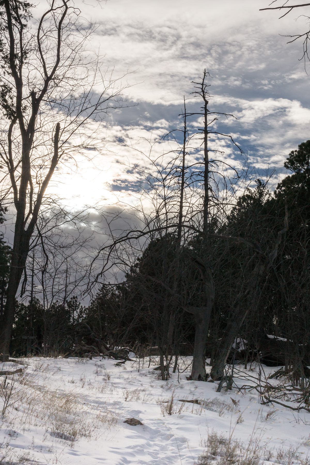 2014 December Butterfly Trail and Bigelow Trail Junction