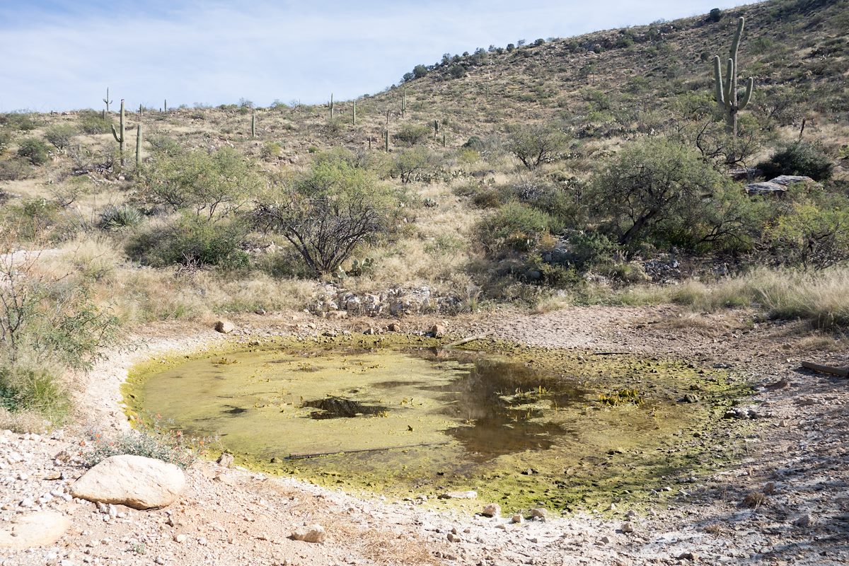 2014 December Gnat Tank