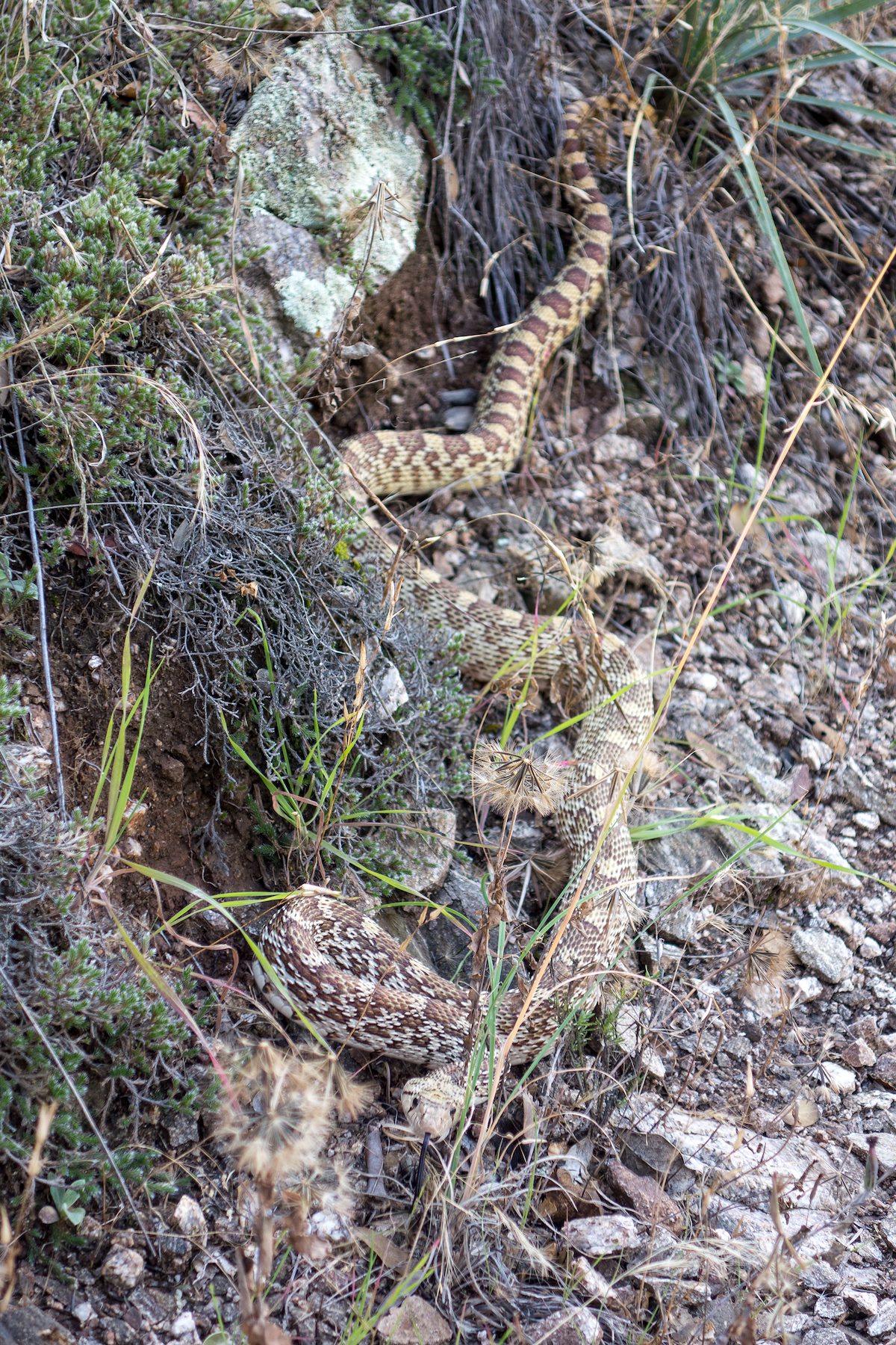 2014 December Gopher Snake on the Bellota Trail
