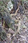 2014 December Gopher Snake on the Bellota Trail