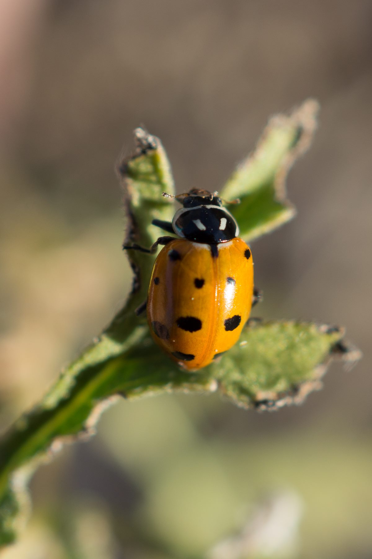 2014 December Lady Bug
