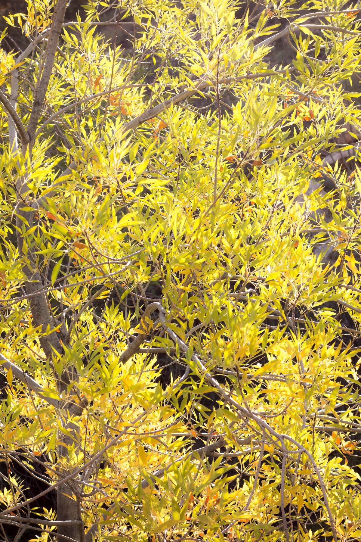 2014 December Leaves in Agua Caliente Canyon