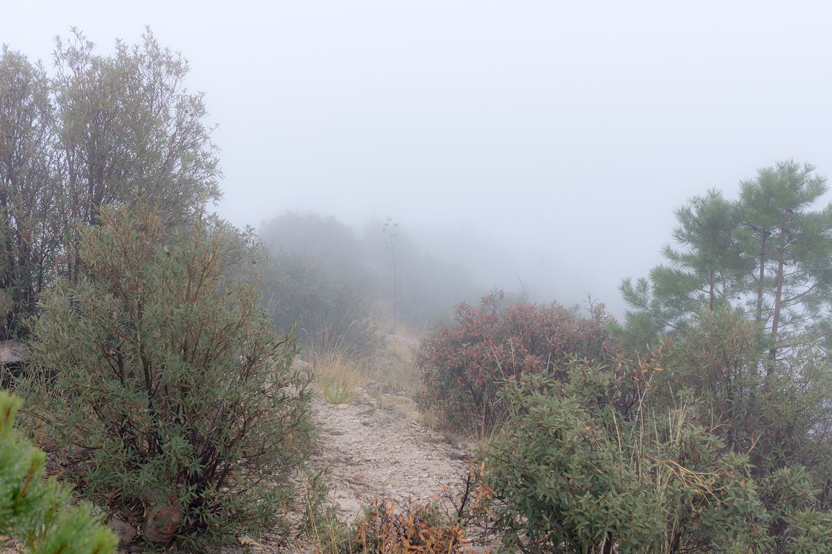 2014 December Ridge Disapearing into the Clouds on the Box Camp Trail