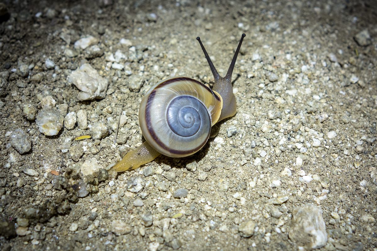 2014 December Snail on the Agua Caliente Hill Trail