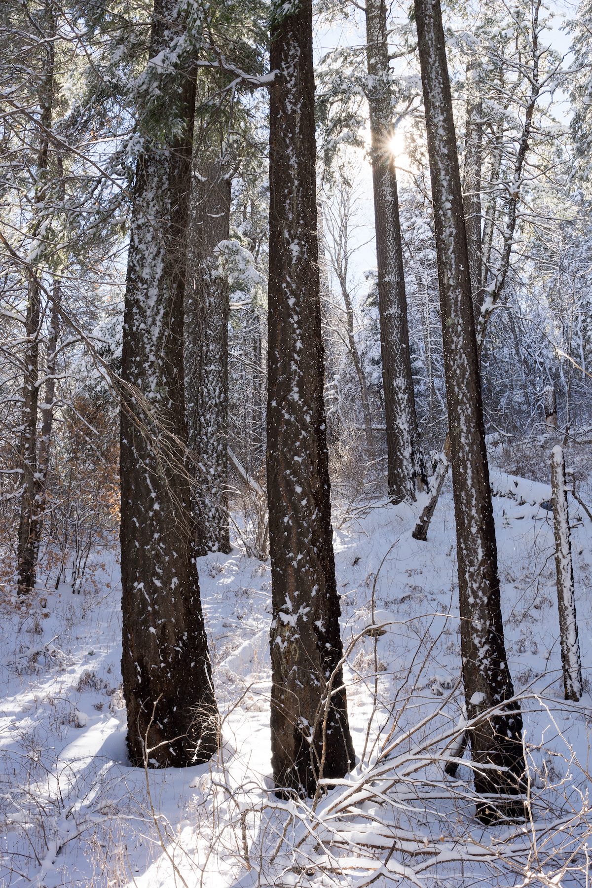 2014 December Snow and Snow on the Aspen Draw Trail