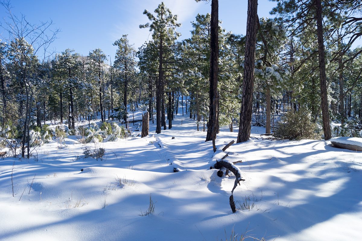 2014 December Snow on the Aspen Trail with the junction sign in the distance
