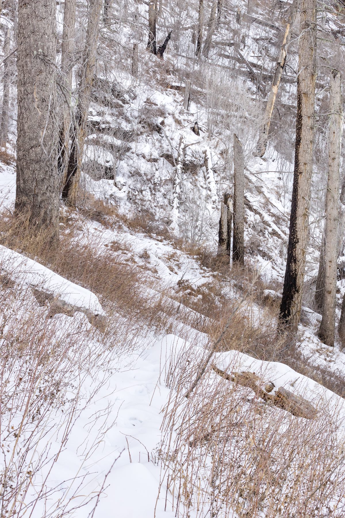2014 December Snow on the Butterfly Trail below Mount Bigelow