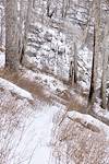 2014 December Snow on the Butterfly Trail below Mount Bigelow