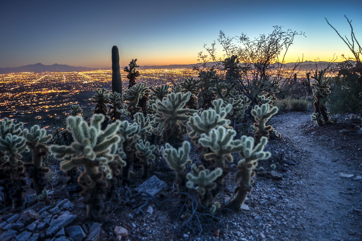 2014 January Cholla and Tucson