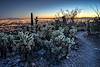 2014 January Cholla and Tucson