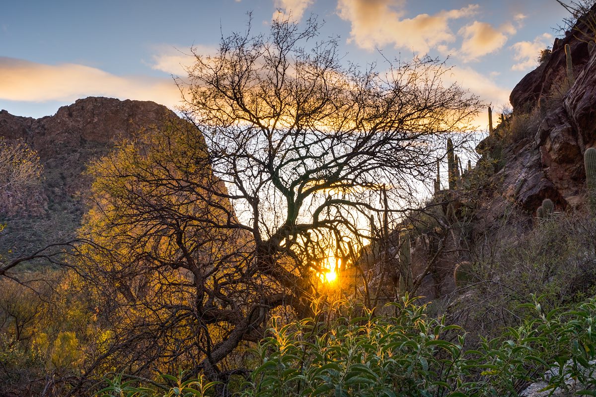 2014 January Mesquite in the Sunset on the Pima Canyon Trail