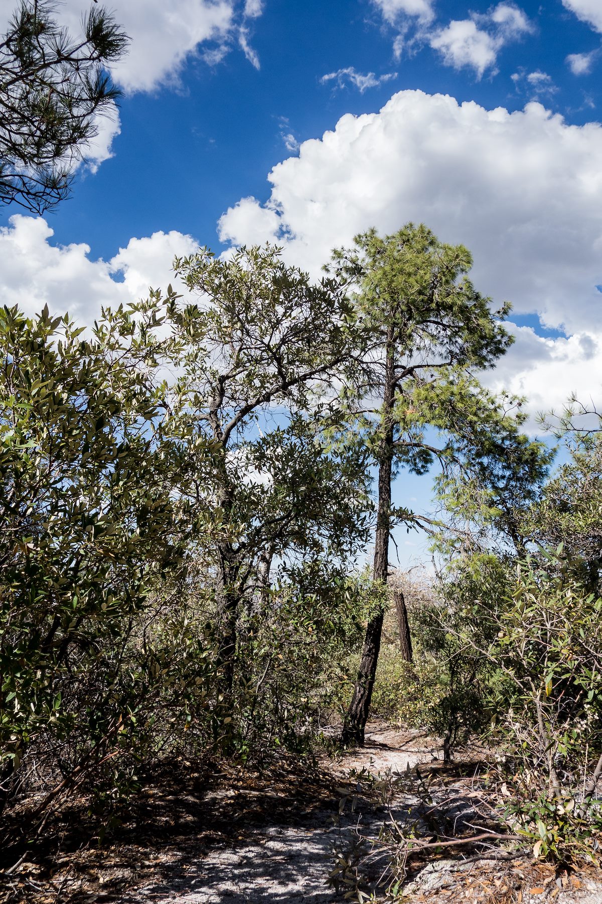 2014 July Brush Corral Trail near the Brush Corral Shortcut Trail