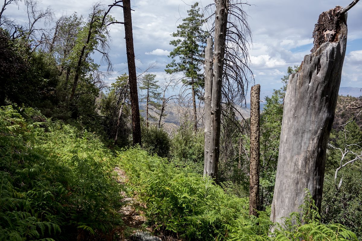2014 July Brush Corral Trail