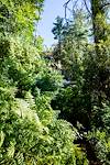 2014 July Ferns and Green near Maverick Spring