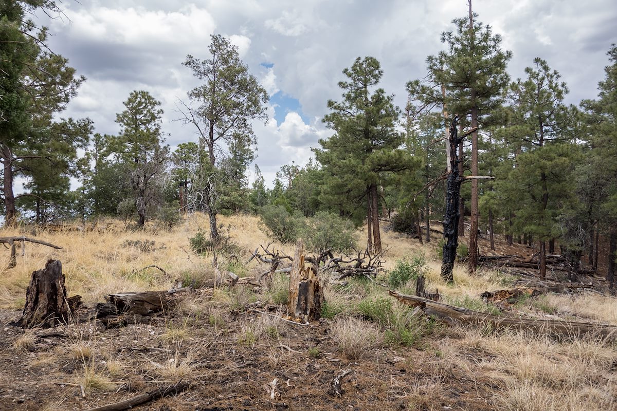 2014 July Near the summit of Green Mountain