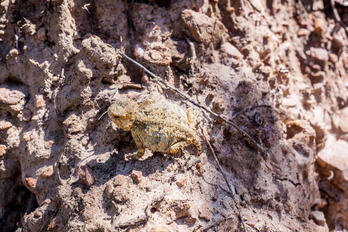 2014 July Small Horned Lizard