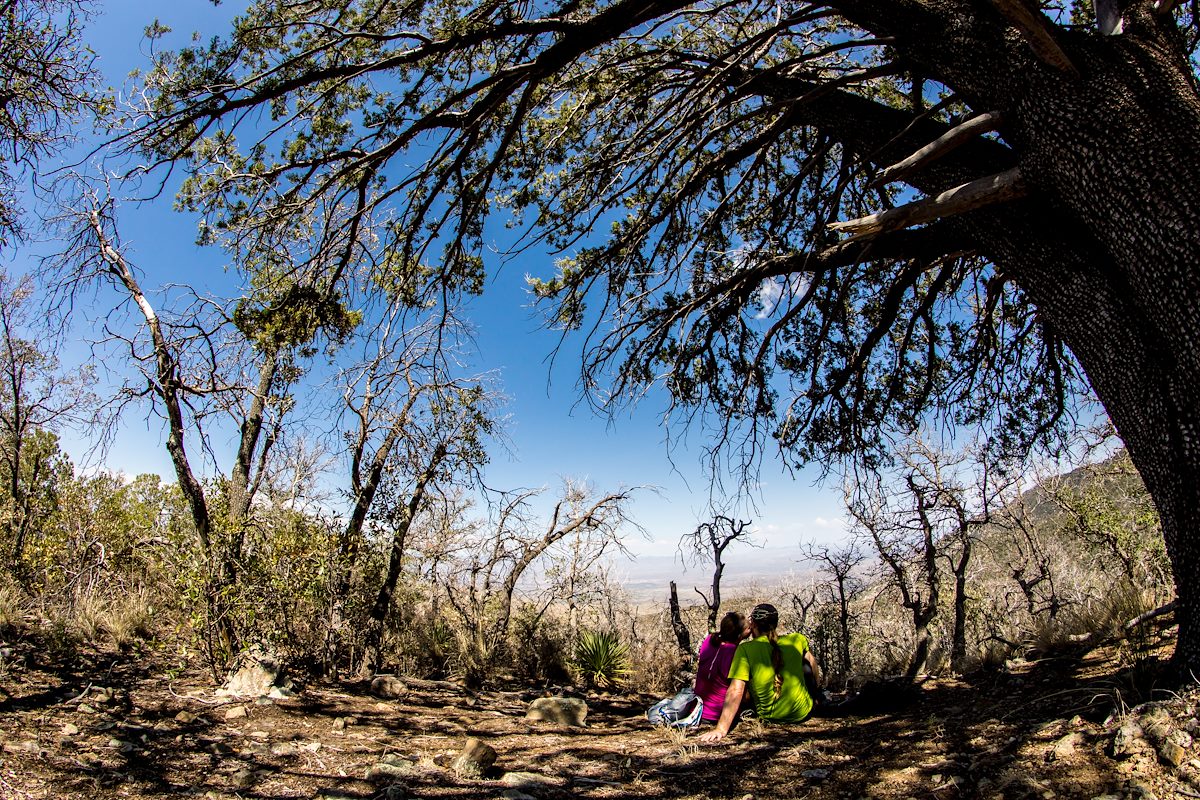 2014 July The tree below 6828 1
